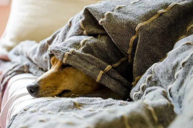 Oud en nieuw: maak de jaarwisseling veiliger voor je huisdier