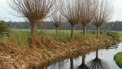 Aanplantregeling voor erfbeplantingen en landschapselementen in Maasgouw een groot succes