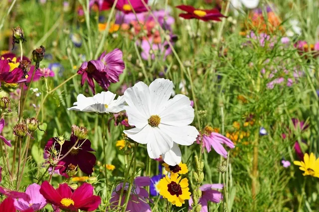 Red de natuur én je tuin