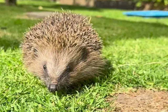 Vakmensen schieten te hulp: Help de egels!