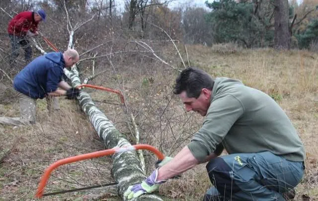 Samen met Hakhoutbrigade Maasgouw aan de slag op de Beegderheide