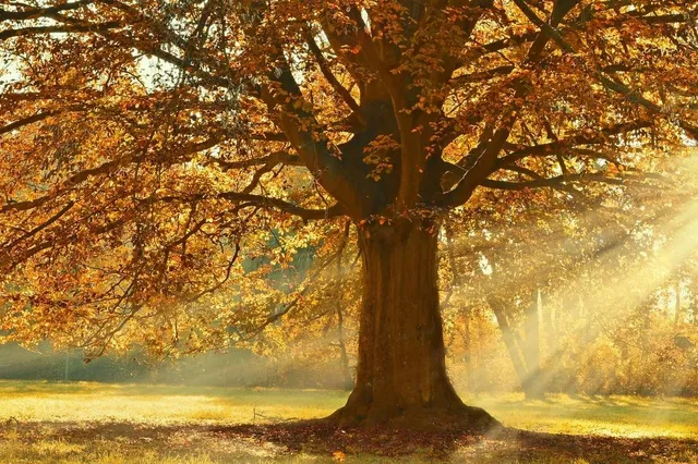 Expert deelt tips om de tuin te beschermen en voor te bereiden op de seizoenswisseling