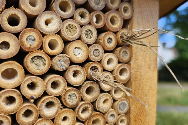 Bijenseizoen Beegrateful 2025