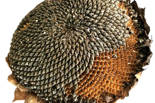 Fibonacci - Geometrie in de natuur