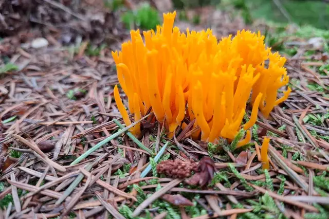 Sporen van schimmels Image