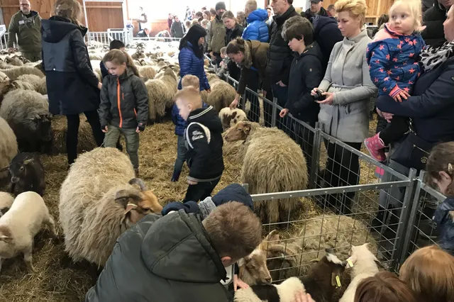 Kraomschudden bij schaapskooi Holtingerveld