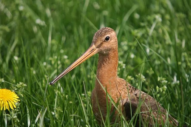 Subsidie voor behoud en herstel van boerenlandvogels