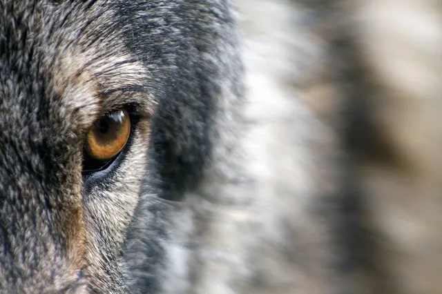 Wetenschappers brengen reuzenwolf terug: een doorbraak in de-extinctie