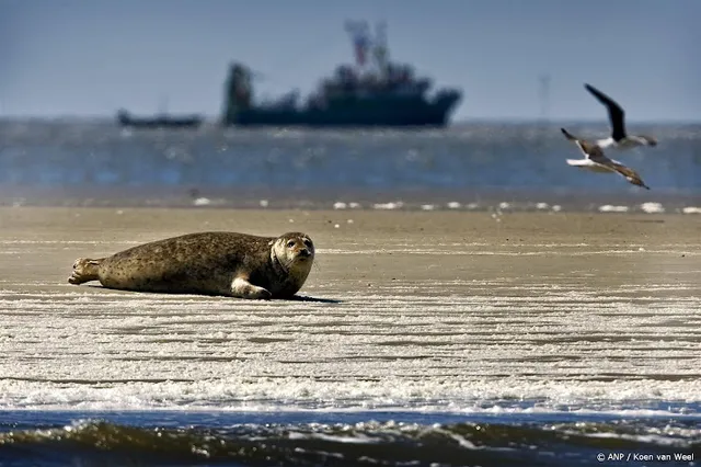 Ecomare waarschuwt strandbezoekers: houd afstand van zeehonden