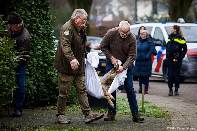Dierenrechtenclubs vinden aanpak wolf in Hengelo amateuristisch