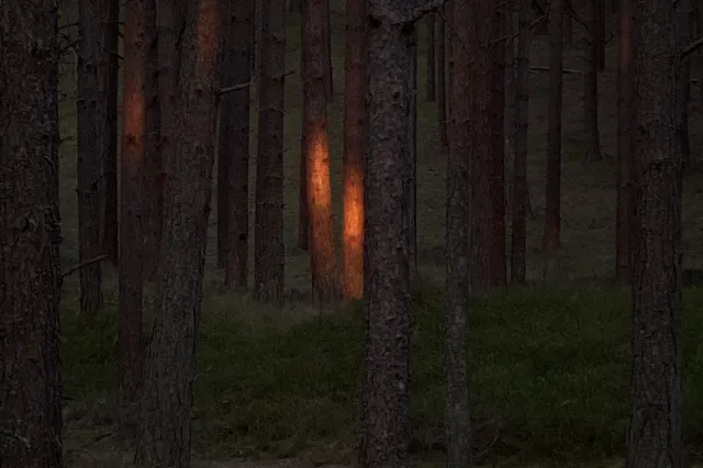 Miško terapijos patyrimas Kuršių nerijoje Image