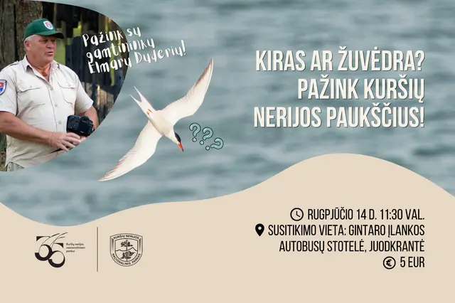 Kiras ar žuvėdra? Pažink Kuršių nerijos paukščius! Image