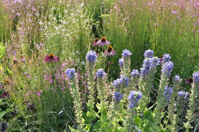 Groei&Bloei fotopresentatie "De Dutch Wave" door Hans Ringers Image