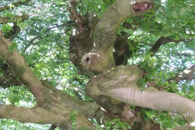 Wandeling langs bijzondere bomen in Nijkerk Image