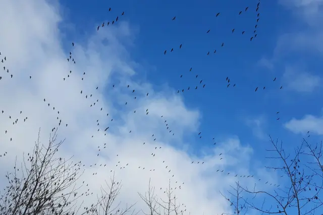 Jeugdnatuurclub IVN Nijkerk gaat vogels kijken tijdens internationale EuroBirdwatch Image