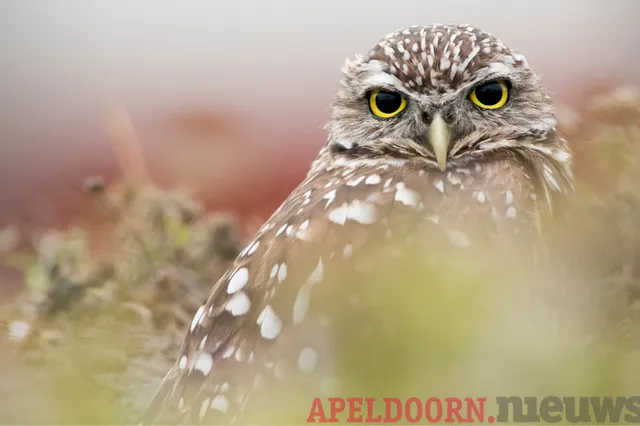 Het blijkt; nog lang niet iedereen besteld ‘zomaar’ bij een webwinkel