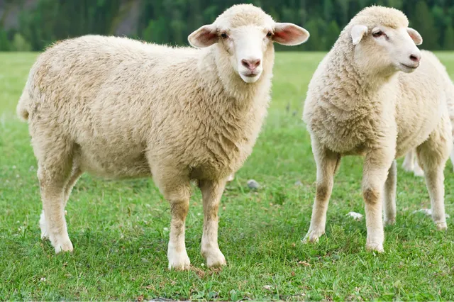 Blauwtongvirus op bijna 1100 plekken, verdubbeling in week tijd