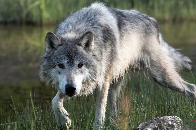 Tijdelijke maatregel in Gelderland: Een unieke methode om een wolf terug te laten trekken