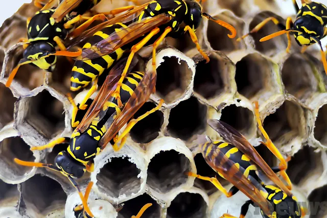 Wespenoverlast 2023: Wordt het weer een horrorzomer, of kunnen we rustig ademhalen?