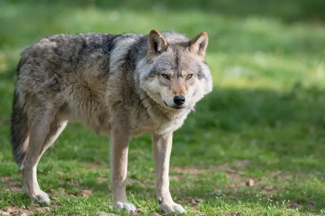 Wolf grijpt hond en Zandenbos tijdelijk afgesloten geweest