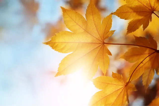 De herfst is weer begonnen: tijd voor gezelligheid en verandering