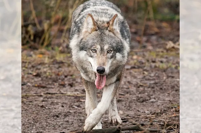 Veluwse gemeenten luiden noodklok over de wolf