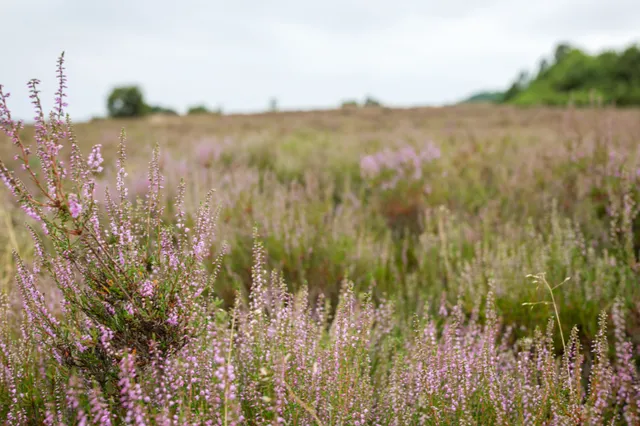 Vrijwilligersdag: samen de natuur helpen op de heide