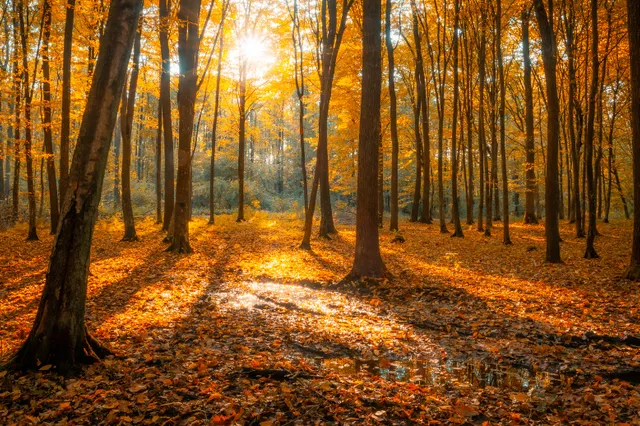 Rustig herfstweer in Nunspeet met kans op een spat regen later vanavond