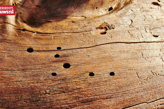 Christians vrolijke versje: Op een houtworm 2025