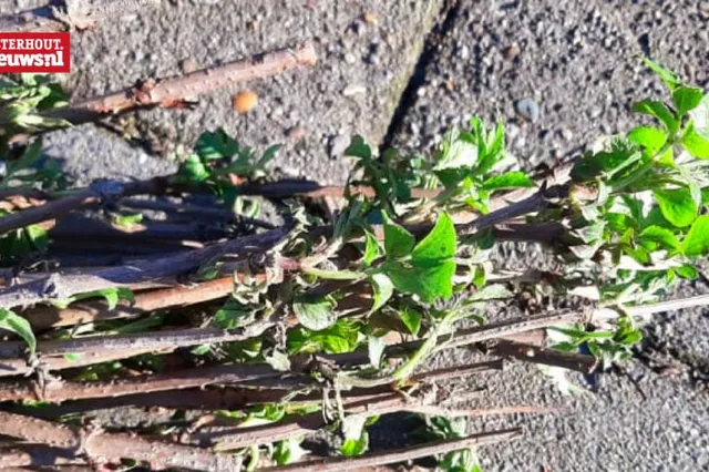 Boomplantdag brengt Oosterhout in bloei