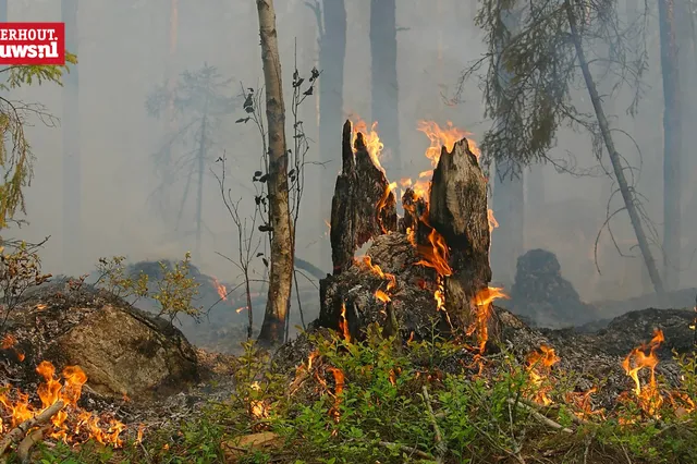 Gevaar voor natuurbranden door droogte
