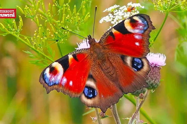 Vlindervallei viert opening van eigen Vlinder- en Pluktuin: ‘Een kleurrijk bewonersinitiatief’