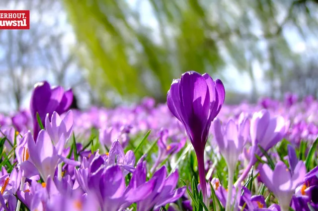 Warmste 15 februari ooit en eerste officiële lentedag van het jaar