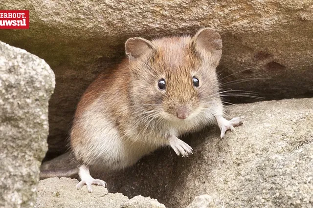 Check nu je woning want de kou brengt ongedierte naar binnen