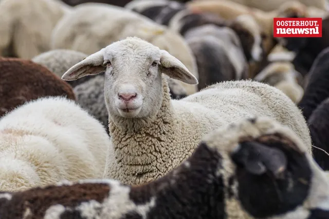 Twee Oosterhoutse bedrijven positief getest op blauwtongvirus