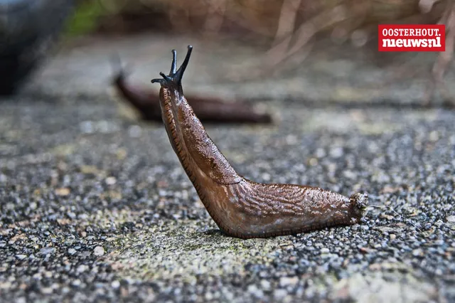 Christians vrolijke versje: Gevaarlijk terrein