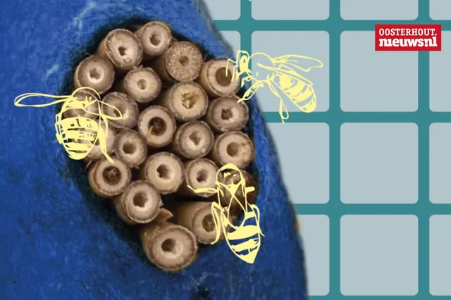 Kunstenaars mogen in voormalig zwembad De Blikken blijven