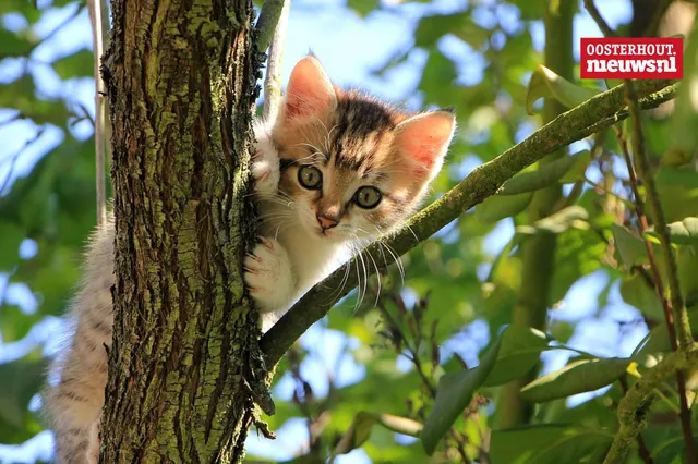 Christians vrolijke versje: Katten