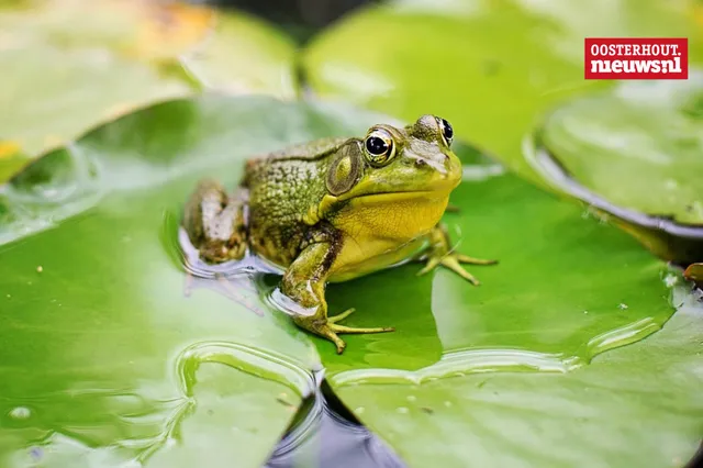 Christians vrolijke versje: Op een kikker