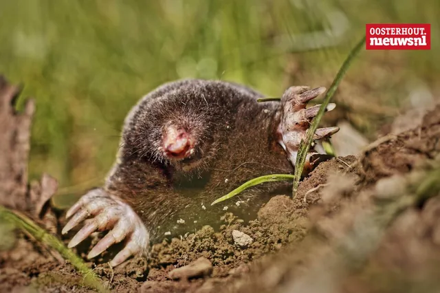 Christians vrolijke versje: 'Op een mol'