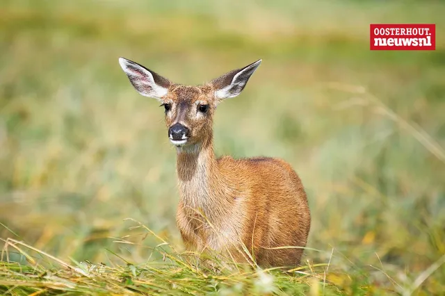 Christians vrolijke versje: Dierenliefhebber