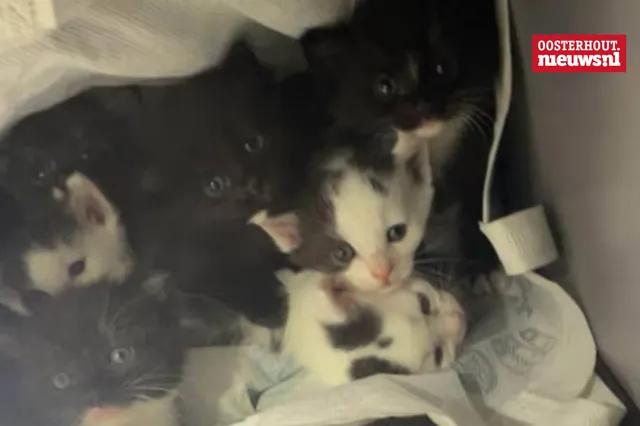 Acht kittens gedumpt langs N631 tussen Oosterhout en Rijen