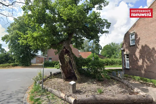 De Heilige Eik in Den Hout strijdt mee om titel Boom van het Jaar