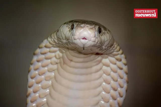 Christians vrolijke versje: "Op een cobra"