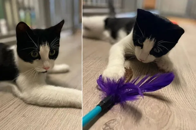 Kater Xavi zoekt een nieuw baasje