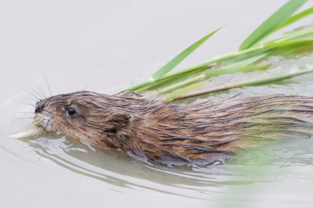 Muskus- en beverratten steeds verder teruggedrongen door waterschappen