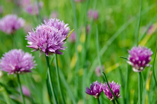 Eetbare wilde kruidenwandeling Image