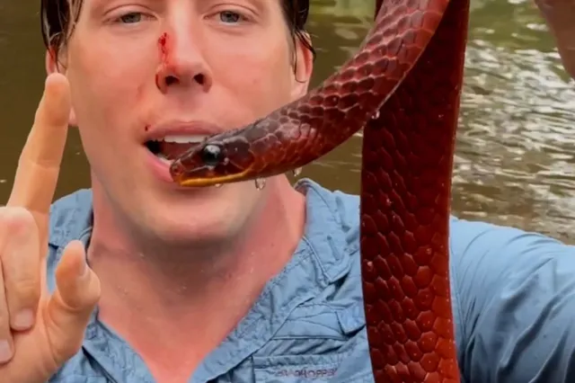 Freek vonk gebeten door slang in gezicht (video)