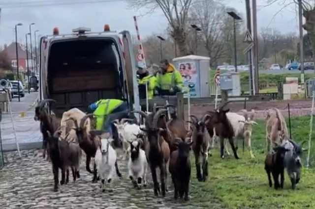 VIDEO: Paris-Roubaix lässt die Ziegen von der Leine, um die Trouée d'Arenberg zu säubern