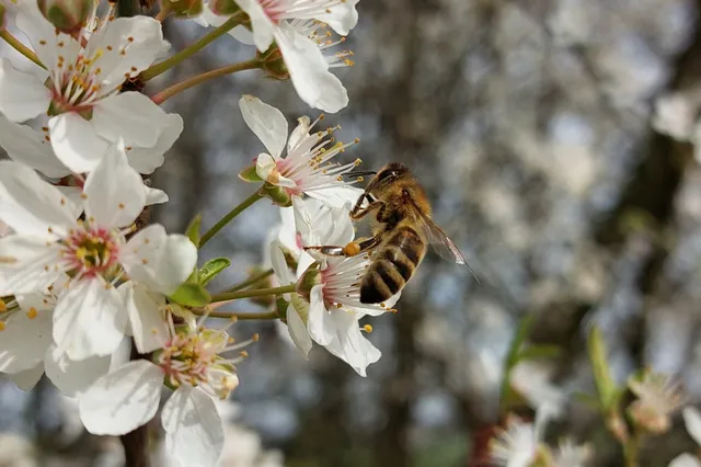 Geen bijen, geen appels; onderzoek naar bestuiving van fruitbomen
